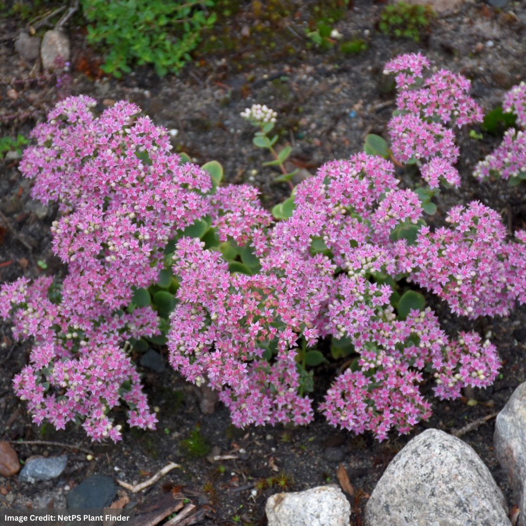 Stonecrop (Sedum) – SunSparkler® Lime Twister – #1 Container